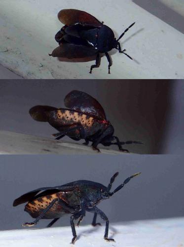 Cyclopelta obscura